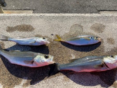 一色漁港でセイゴ