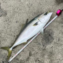 貝塚港停泊船🚢横