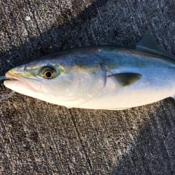 青物メジロが好調