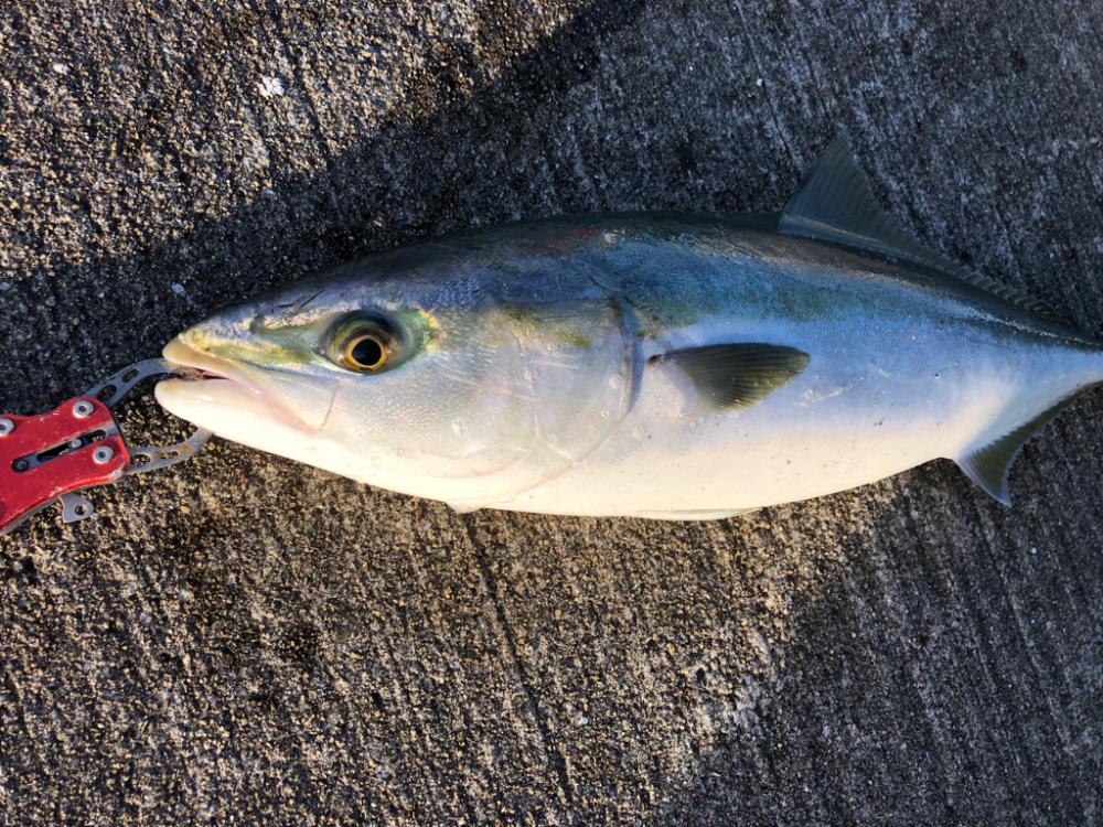 青物メジロが好調