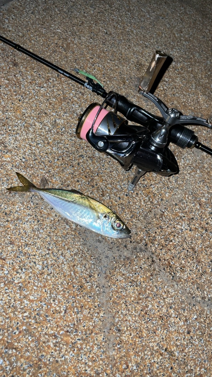 アジングナイト