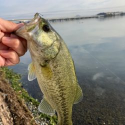 減水気味の南湖