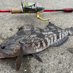 ロック&エギング