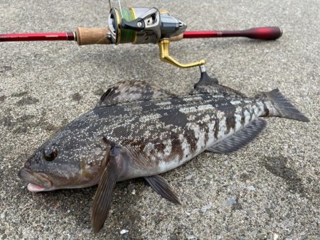 ロック&エギング