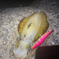 淡路島も秋イカ終盤⁈