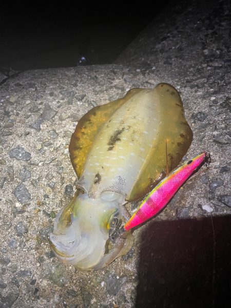 淡路島も秋イカ終盤⁈