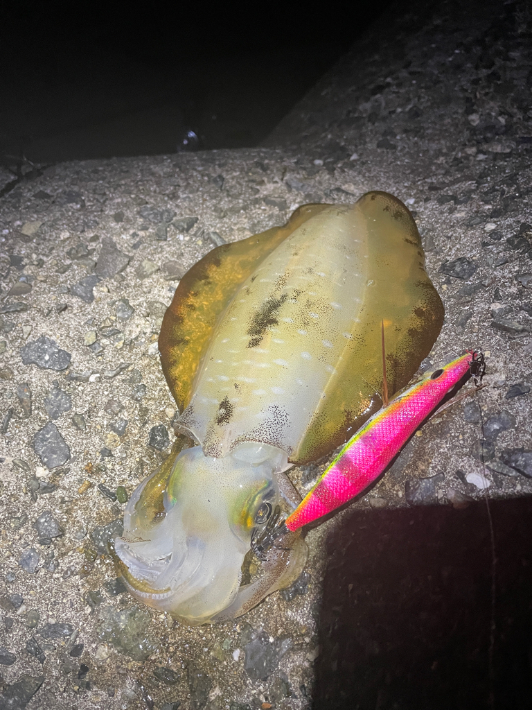 淡路島も秋イカ終盤⁈