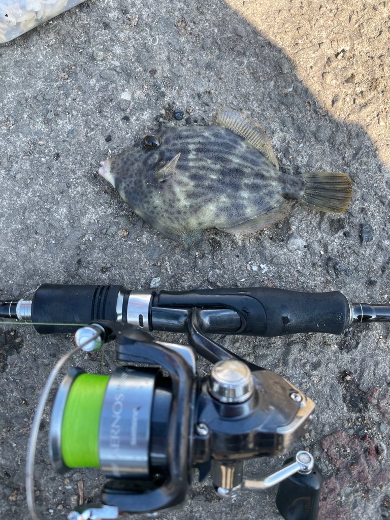 カワハギ難しい…けど楽しい！