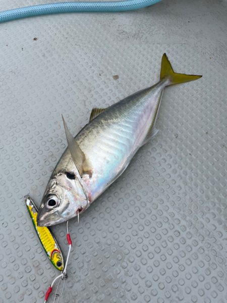 丹後沖　ライトジギング