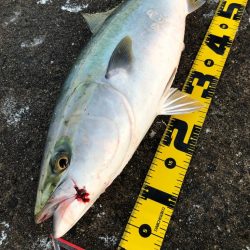 メジロとサゴシ