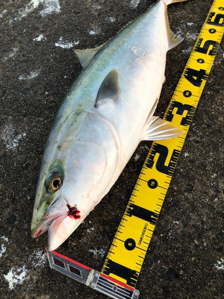 メジロとサゴシ