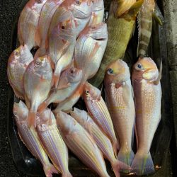 マイボートでアマダイ釣行！