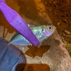 大阪湾奥アジング