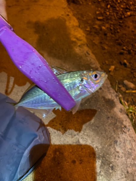 大阪湾奥アジング