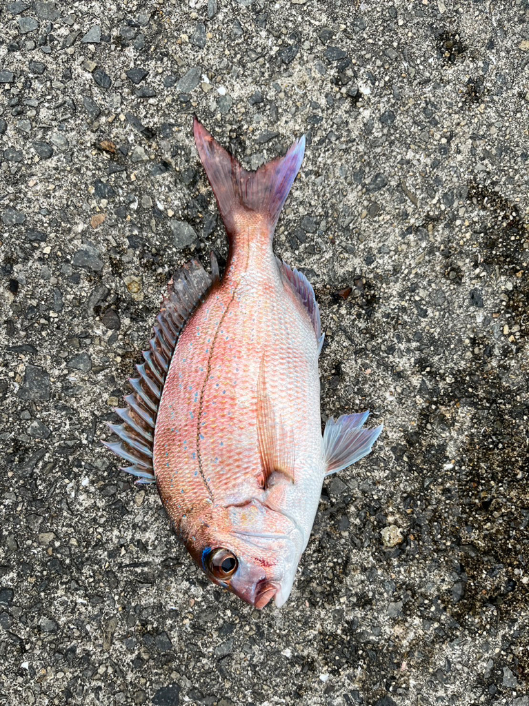 五目釣りでカワハギなど