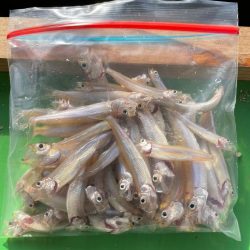 ドーム船ワカサギ釣り