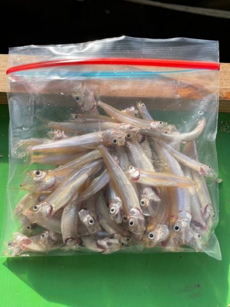 ドーム船ワカサギ釣り