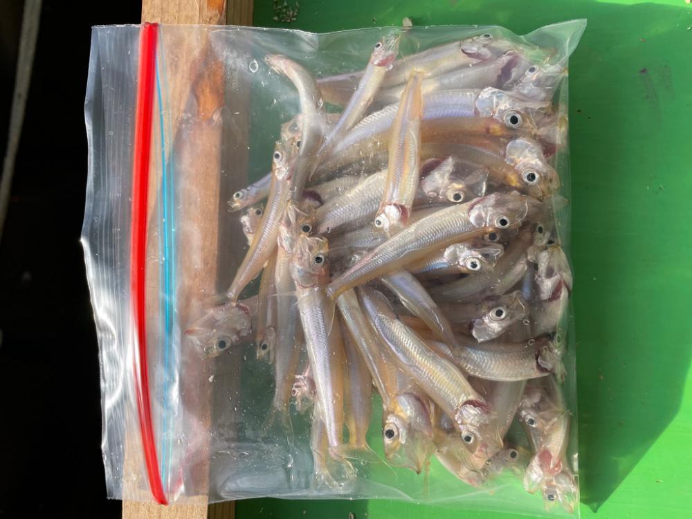 ドーム船ワカサギ釣り