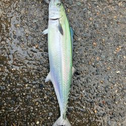 サゴシがシラスパーティしてました