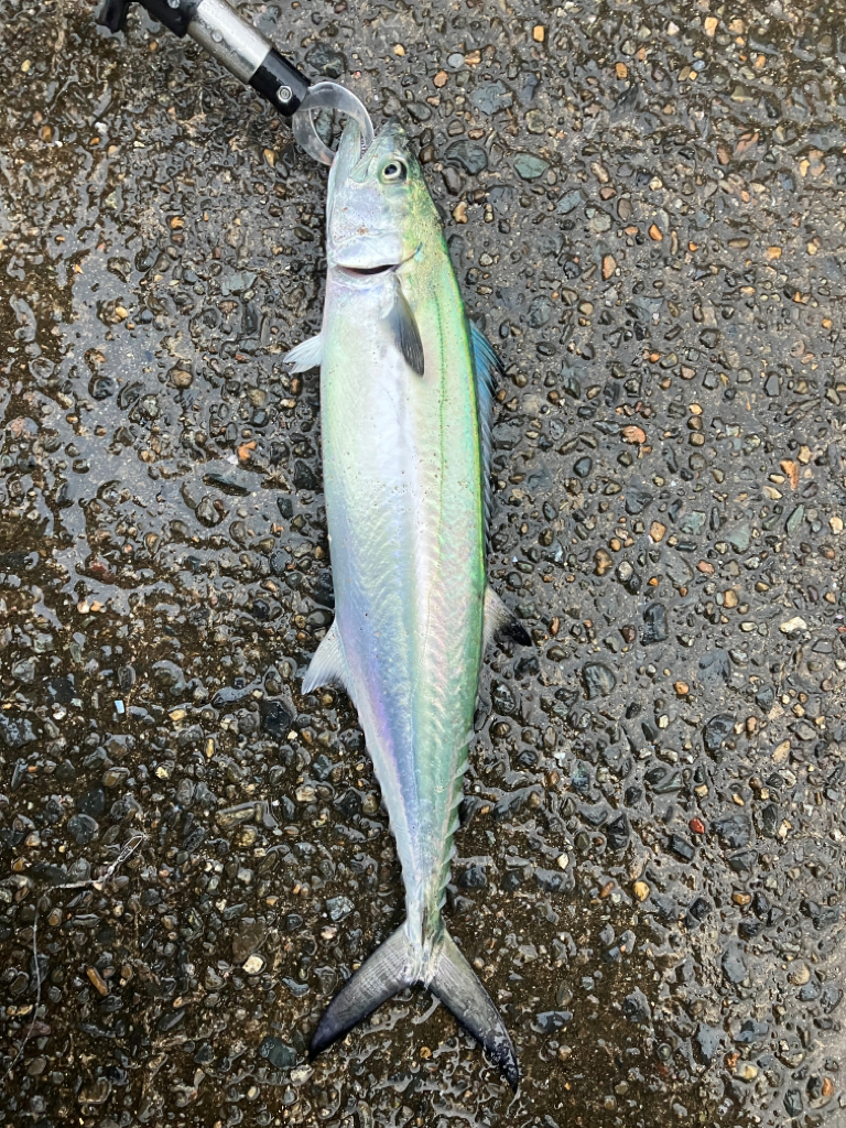 サゴシがシラスパーティしてました