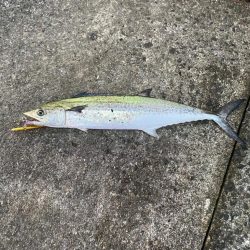 サゴシ1キャッチ