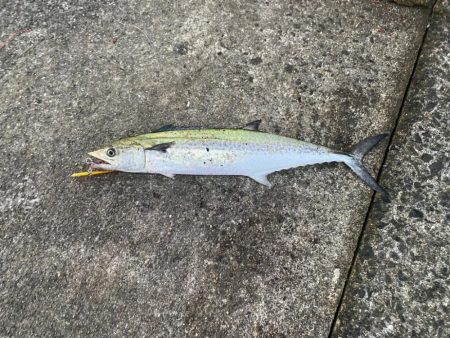 サゴシ1キャッチ