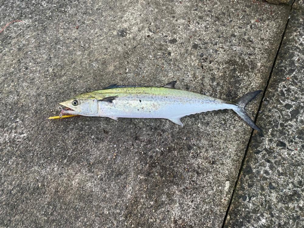 サゴシ1キャッチ