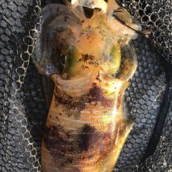 アオリ、写真5枚にならないよー