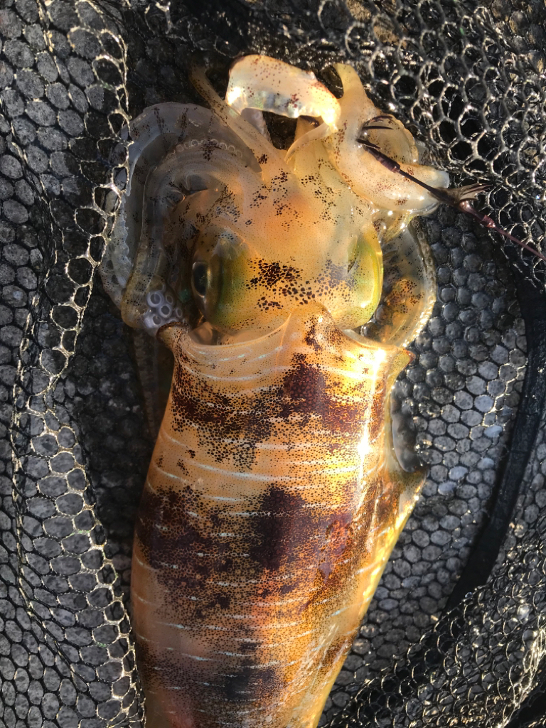 アオリ、写真5枚にならないよー