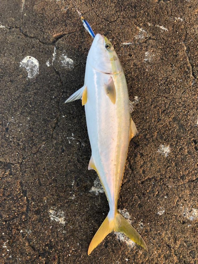 ボイル狙い撃ち