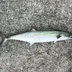 久しぶりのサゴシ