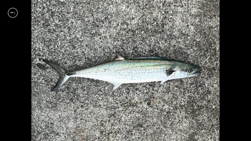 久しぶりのサゴシ