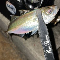 アジングナイト♪