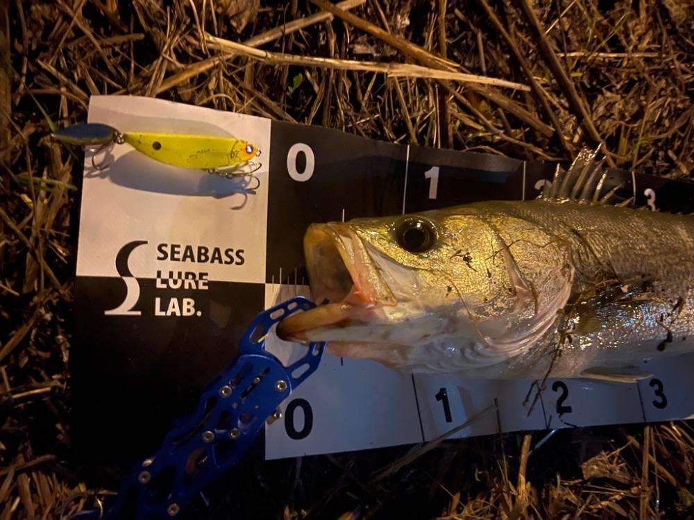 久々のシーバス