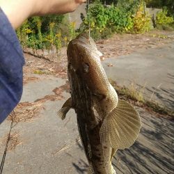 ハゼの泳がせ釣りでマゴチ