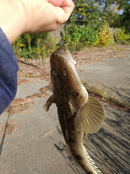 ハゼの泳がせ釣りでマゴチ