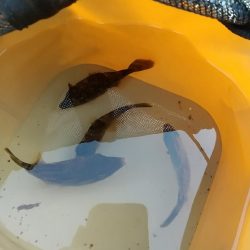 カワハギとアオリイカ