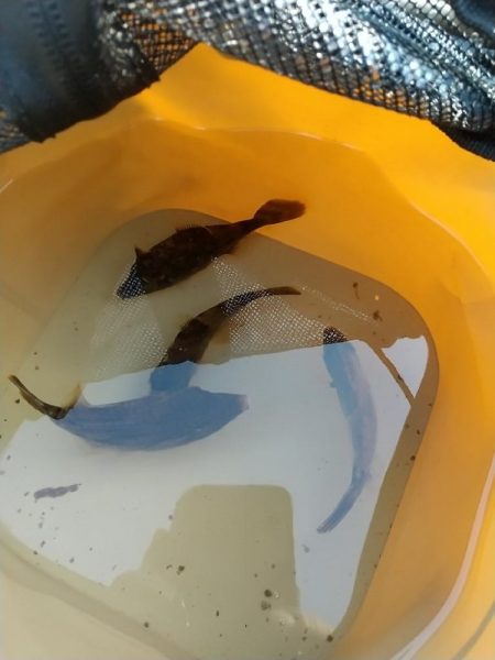 カワハギとアオリイカ