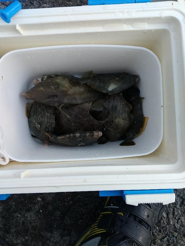 カワハギ釣れた‼️