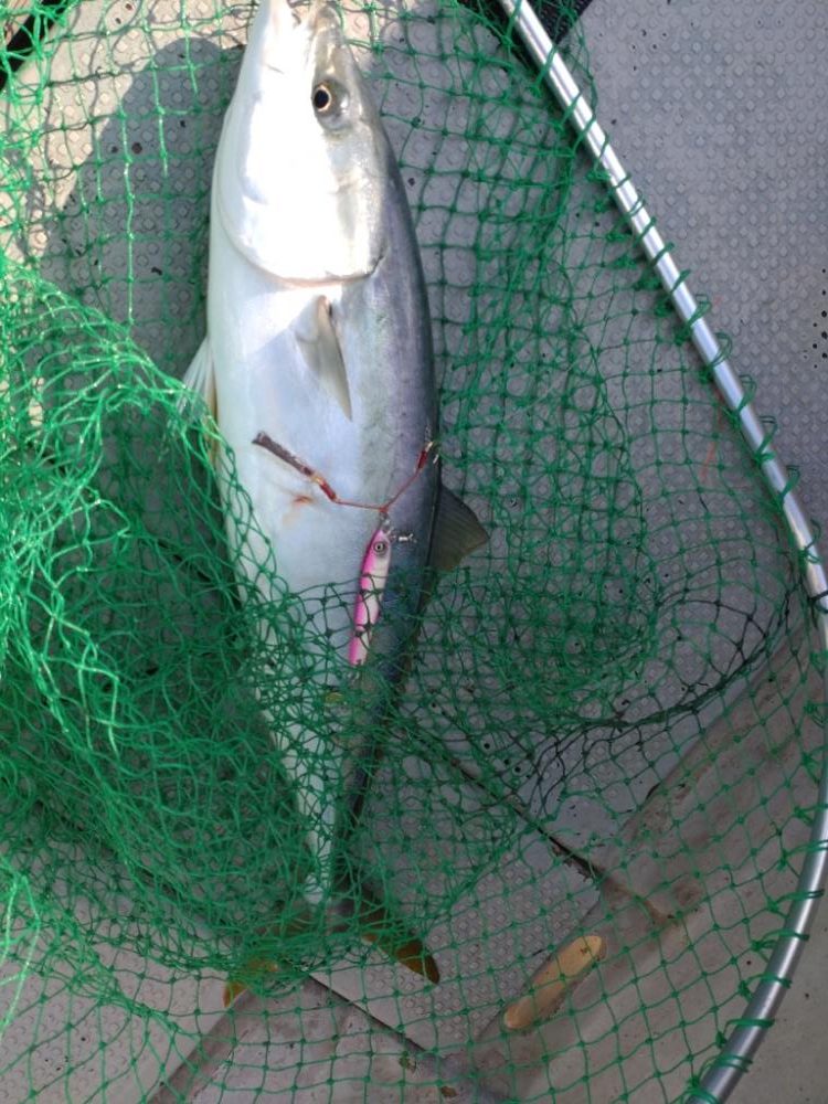 11月のライトジギング(2/2)