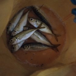 餌がなくなるまで鯵釣り