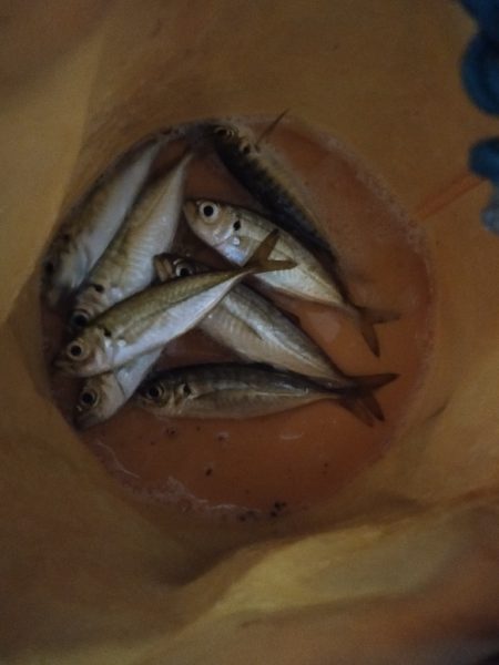 餌がなくなるまで鯵釣り