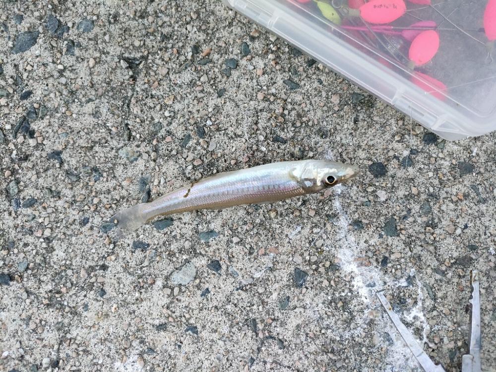 今年最後?の遠征