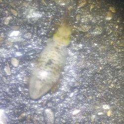 エギング　雨で途中で終了