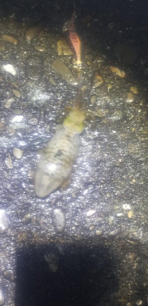 エギング　雨で途中で終了