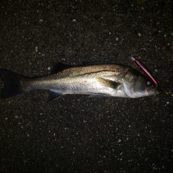 スズキさん、いませんか？