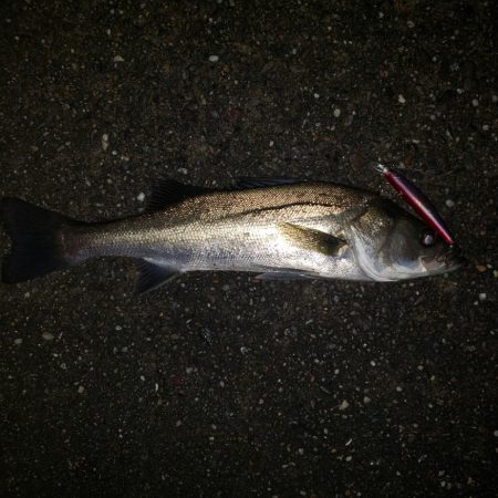 スズキさん、いませんか？