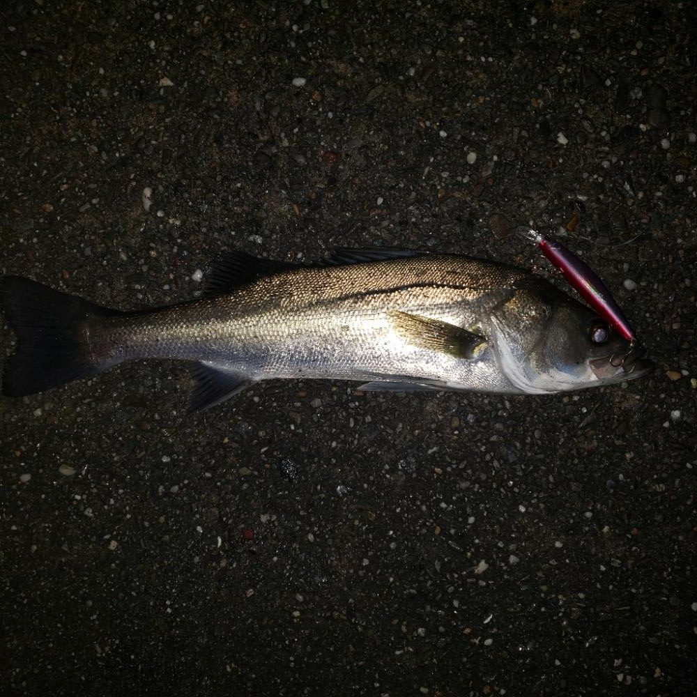 スズキさん、いませんか？