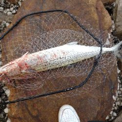 ショアジギングでサワラ！