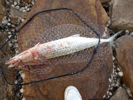 ショアジギングでサワラ！